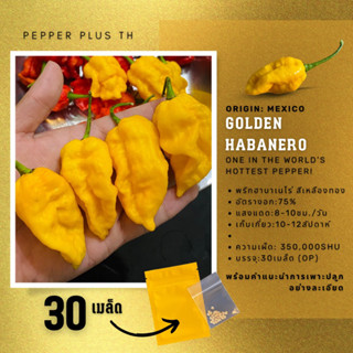 เมล็ดพันธุ์พริก Golden Habanero ชุดละ 30 เมล็ด พร้อมคำแนะนำการเพาะ