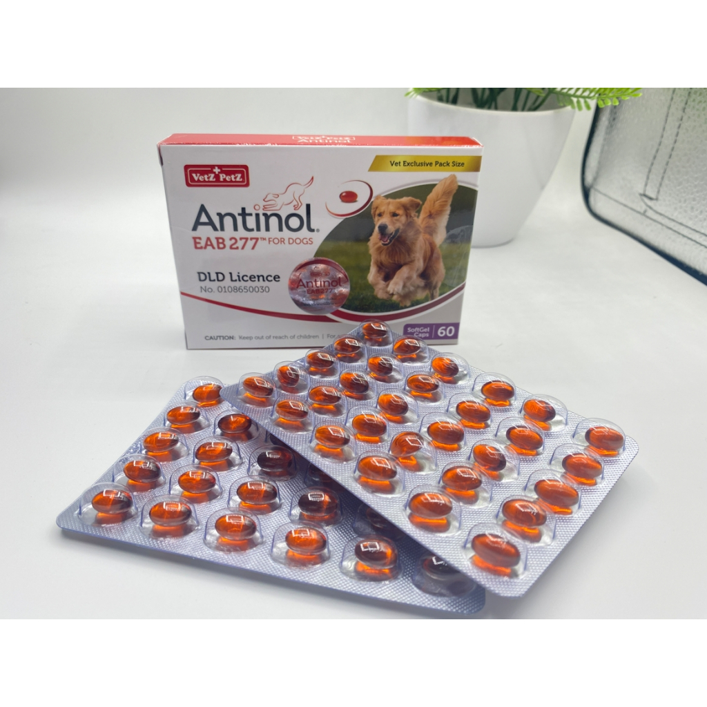 พร้อมส่ง Antinol อาหารเสริมบำรุงข้อสำหรับสุนัข 60 เม็ด