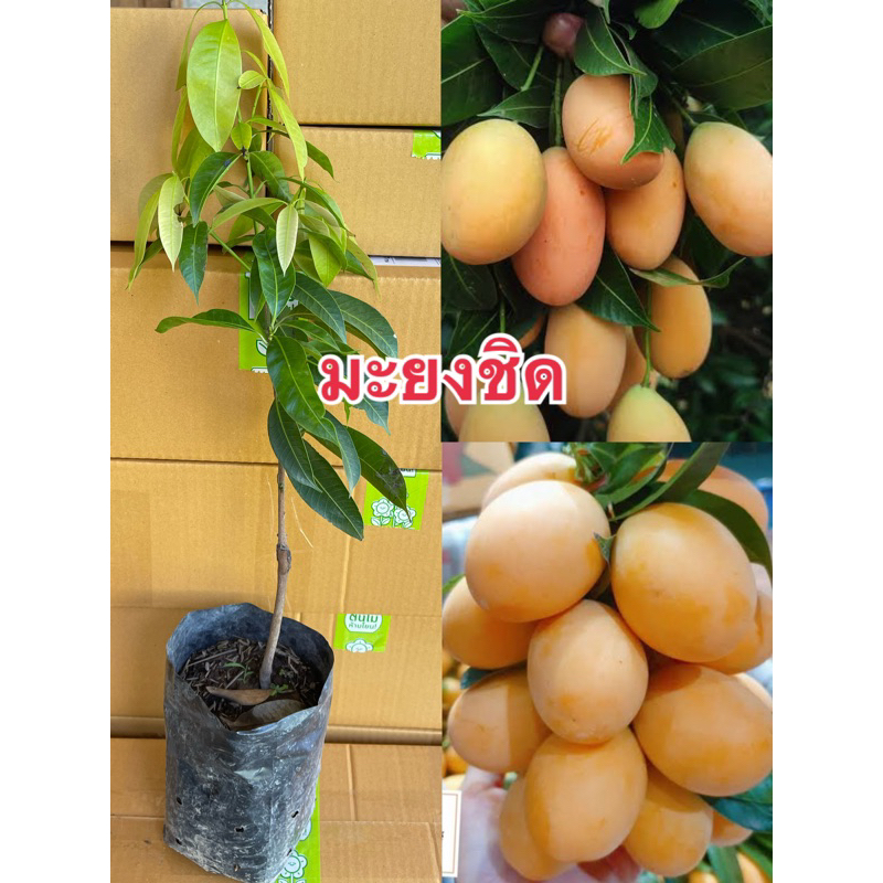 ต้นมะยงชิดทูลเกล้า ลูกใหญ่หวานอมเปรี้ยว ออกดอกง่าย เนื้อกรอบเมล็ดเล็ก