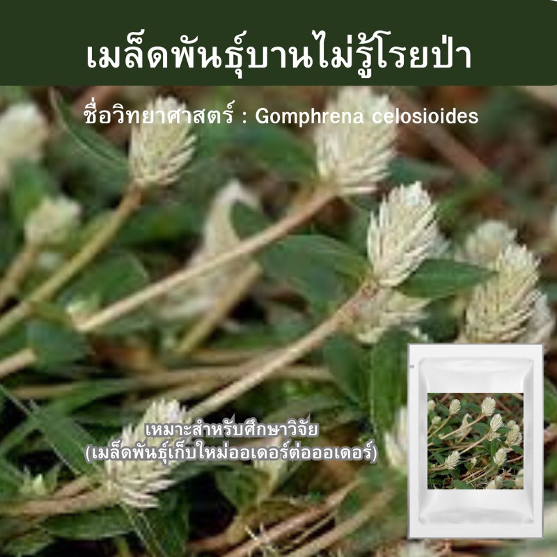 เมล็ดพันธุ์บานไม่รู้โรยป่า 1,000เมล็ด ขั้นต่ำสั่งสินค้า30บาทขึ้นไปค่ะ Gomphrena celosioides