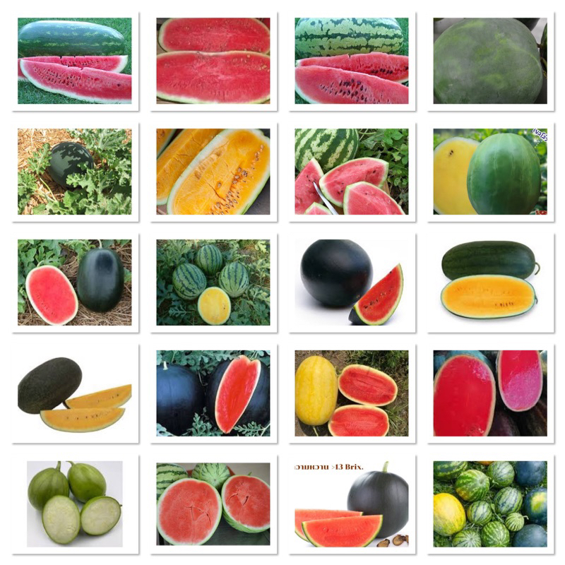 เมล็ด แตงโม แตงโมยักษ์ Watermelon Seed / ลูกผสม โกลเด้น สวีท / แตงโมดำ / ลูกผสม สายน้ำผึ้ง / แบล็คไดมอนด์ / โกลเด้นคิงส์
