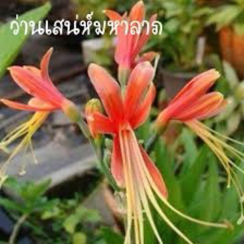 ว่านมหาลาภ ชุดละ1ต้นพร้อมใบว่านมงคล ไม้ดอก ไม้ประดับ