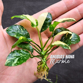 อนูเบียสใบด่าง "มาร์เบิ้ล" เลือกขนาดได้ - ANUBIAS NANA VARIEGATED ‘MARBLE’ ต้นไม้น้ำ หายาก