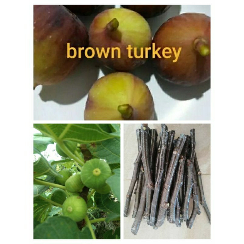 กิ่งสด4กิ่งมะเดื่อ​ฝรั่งสายพันธุ์  brown turkey(บราวน์ ตุรกี)