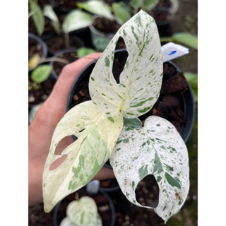 🌱อิพิมาเบิ้ล (คัดลายด่างพิเศษ)🌱 Epipremnum Pinnatum Marble Variegated