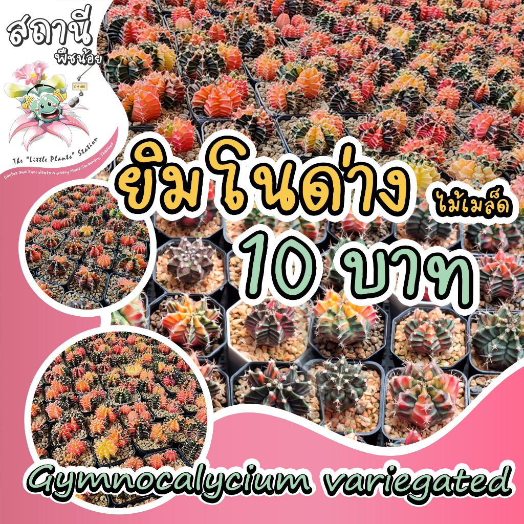 (ลดล้างสต๊อก) Gymnocalycium variegated ยิมโนด่าง ไม้เมล็ด กระบองเพชร ไม้อวบน้ำ succulent แคคตัส cactus