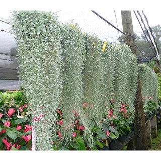 ไม้นำเข้าจากต่างประเทศไดคอนดร้าสีเงิน(dichondra silver falls)