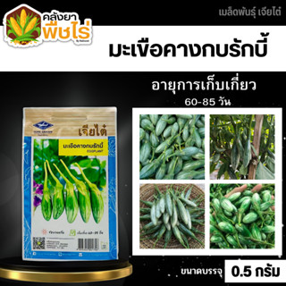 🌽เจียไต๋ 🇹🇭 มะเขือคางกบรักบี้ ขนาดบรรจุประมาณ 150 เมล็ด อายุเก็บเกี่ยว 60-85 วัน