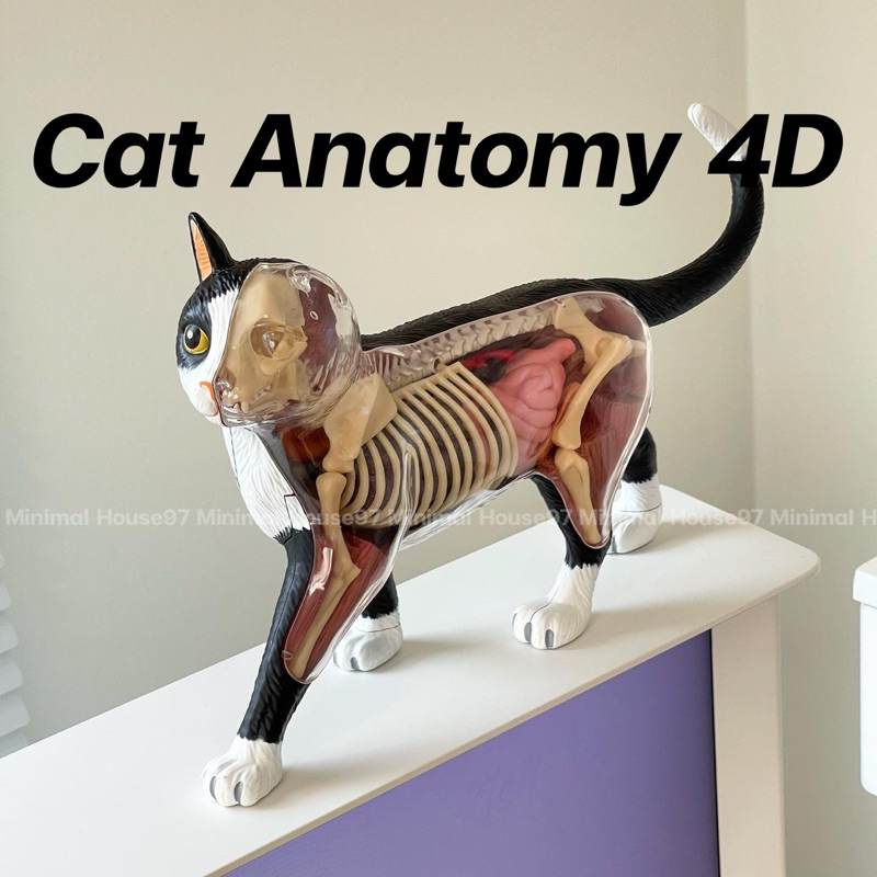 [ลด12%โค้ด"99EYCW"] [พร้อมส่ง] Cat Anatomy 4D  โมเดลน้องแมว พร้อมส่วนประกอบอวัยวะภายในถอดออกได้