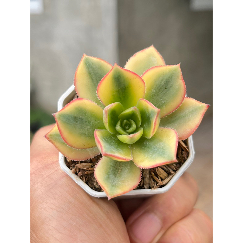 Aeonium Starburst ไม้อวบนำ้ น่ารักๆ กระถาง 2 นิ้ว