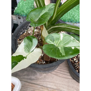 Alocasia Okinawa Silver บอนโอกินาว่า สวยดูดี มีเสน่ห์ ขุดหน่อห่อตุ้มส่ง