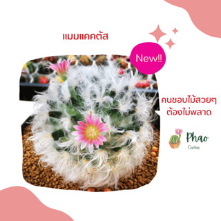 แมมขนแกะ Mammillaria Bocasana แคคตัส กระบองเพชร cactus&amp;succulent