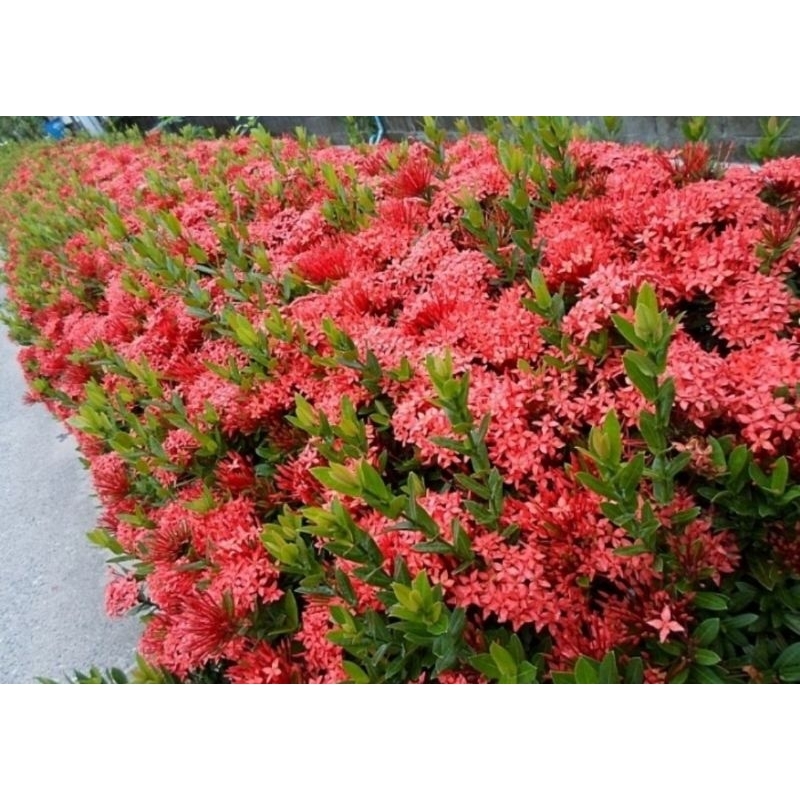 ต้น​เข็ม​แดง​ ชุด​ 15 ต้น​ ราคา​ 69 บาทค่ะ