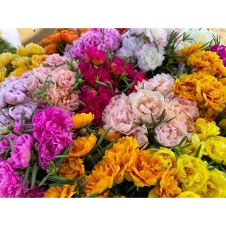 คุณนายตื่นคละสี1ถุงดำ2×5นิ้วขนาดเล็กหลายสี1ถุงดำ