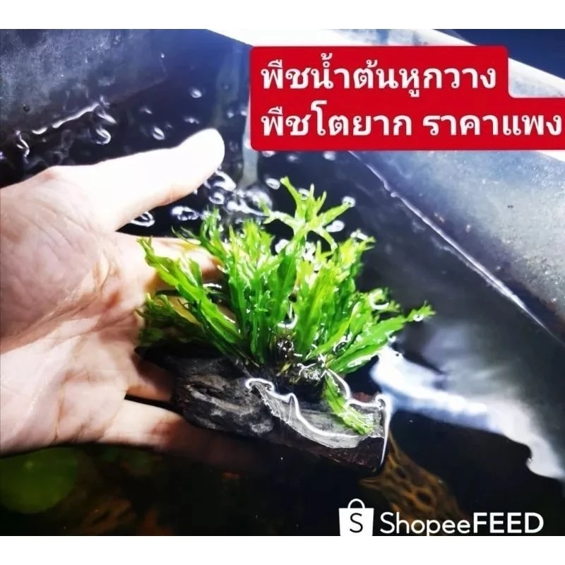 ต้นหูกวางแคระ ต้นเฟิร์นไม่ใช้co2 แต่งตู้ปลา สินค้ายอดนิยม