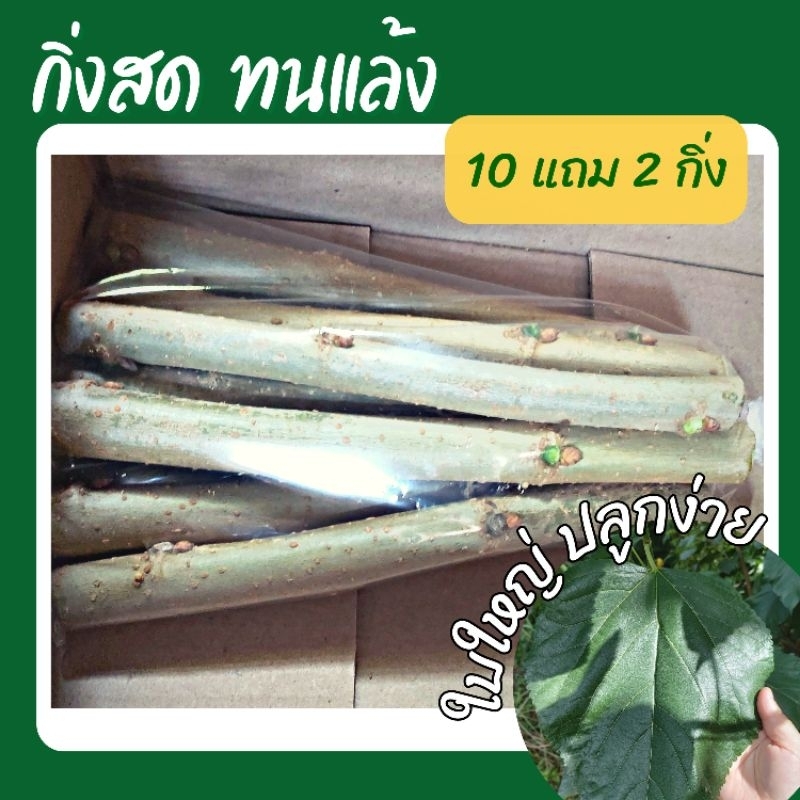 กิ่งพันธ์ หม่อนใบใหญ่