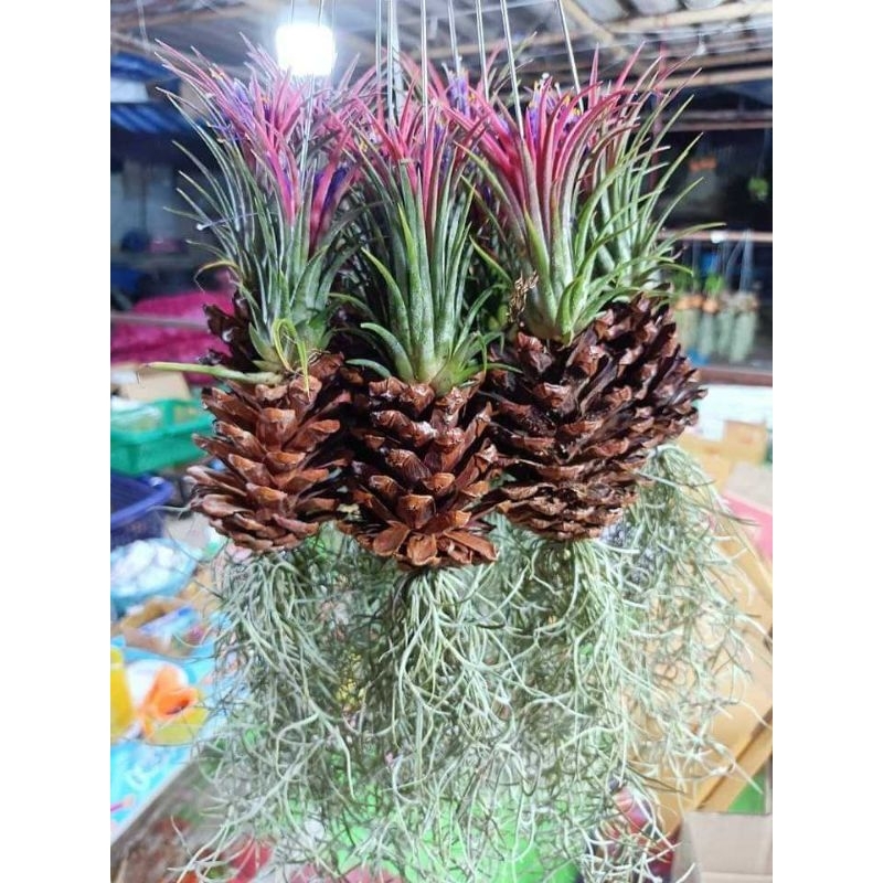 ลูกสน(พันธุ์หัวแดง)**ตอนนี้น้องหัวเขียวนะคะเนื่องจากอากาศร้อนน้องจะหัวแดงเมื่อถึงฤดูฝนกับหนาวค่ะ** พร้อมลวดแขวน พร้อมส่ง
