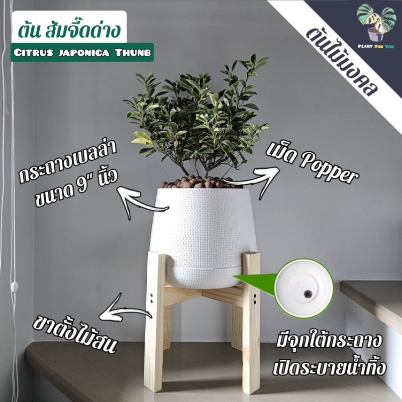 🍊ต้นส้มจี๊ดด่าง(Citrus japonica Thunb)มีลูกส้มทุกต้น  พร้อมกระถาง+เม็ดPopper+ขาตั้งไม้สน (ต้นไม้มงคล)PLANT FOR YOU