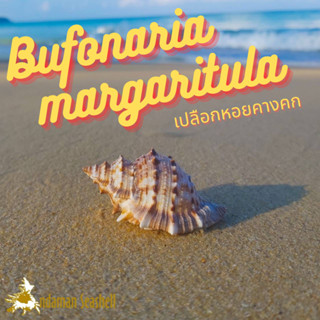 Andaman seashell เปลือกหอย หอยคางคก (Bufonaria margaritula)