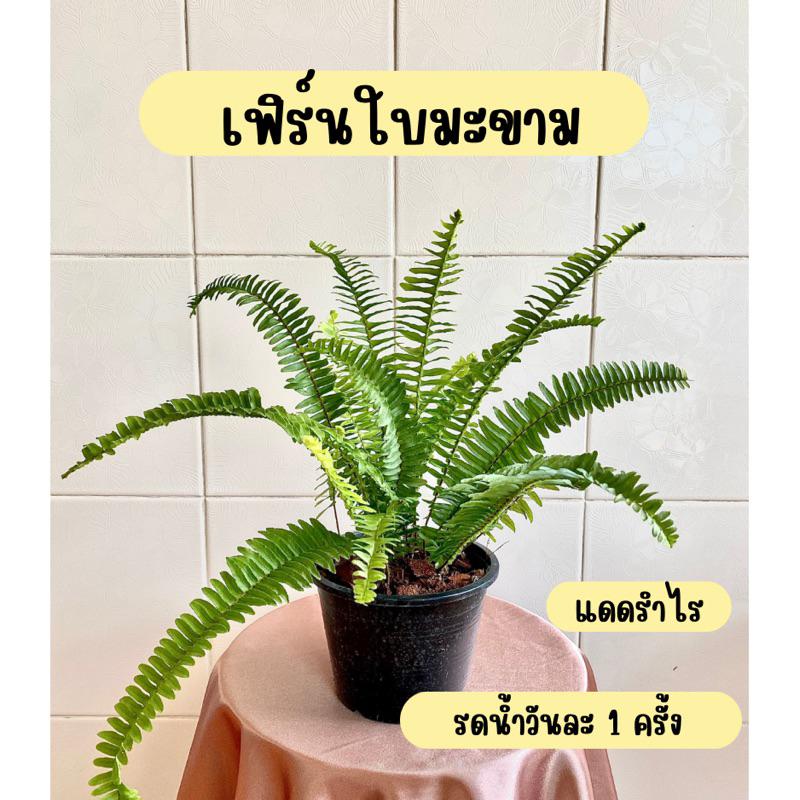 ต้นเฟิร์นใบมะขาม ขนาด 6 นิ้ว (สั่งซื้อขั้นต่ำ 2 ต้น หรือรวมกับออเดอร์อื่นที่เป็นต้นไม้ได้ทั้งร้านคะ)