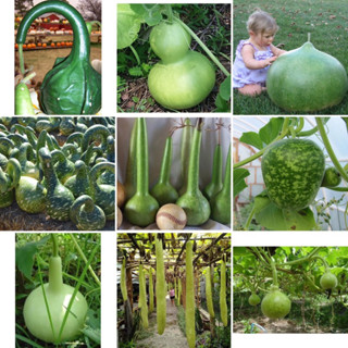 เมล็ดพันธุ์ น้ำเต้า ( Bottle Gourd Seed ) น้ำเต้า ไดโนเสาร์ / เซียน / คอหงษ์ / ดิปเปอร์ แขนยาว