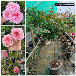 กุหลาบ - ทรีโรสเลดี้แฮลูม Tree Rose Lady Heirloom