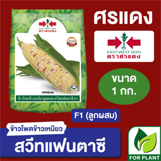 เมล็ดพันธุ์ ผักซอง ศรแดง Big ข้าวโพด ข้าวเหนียวสวีทแฟนตาซี บรรจุ 1 กิโลกรัม