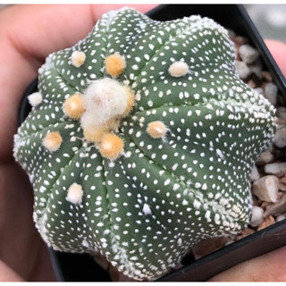 🐡🦀🦑น้องแมงกะพรุน ฟอร์มยกฝุดๆ🏝😳🌟⭐️Astrophytum asterias "Star shape”  สวยเอวเว้า ทรงแป้น❤️❤️