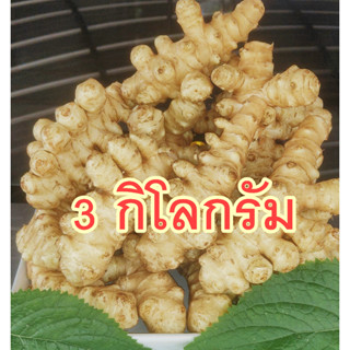 แก่นตะวัน 3 กิโลกรัม