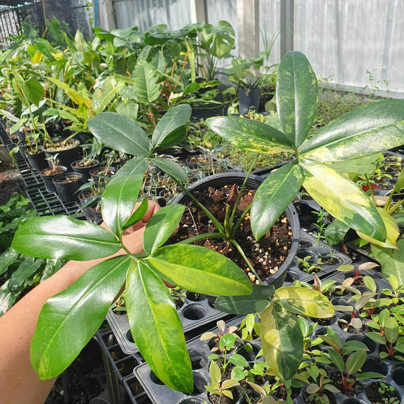 Philodendron goeldii variegated (โกลดิอี้ด่าง)