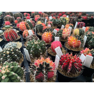 Gymnocalycium mihanovichii variegated (ยิมโน)