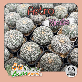 ต้นแอสโตร (Astrophytum) ไม้เพาะเมล็ด - ต้นกระบองเพชร ราคาถูก🌵ต้นแคคตัส❤️