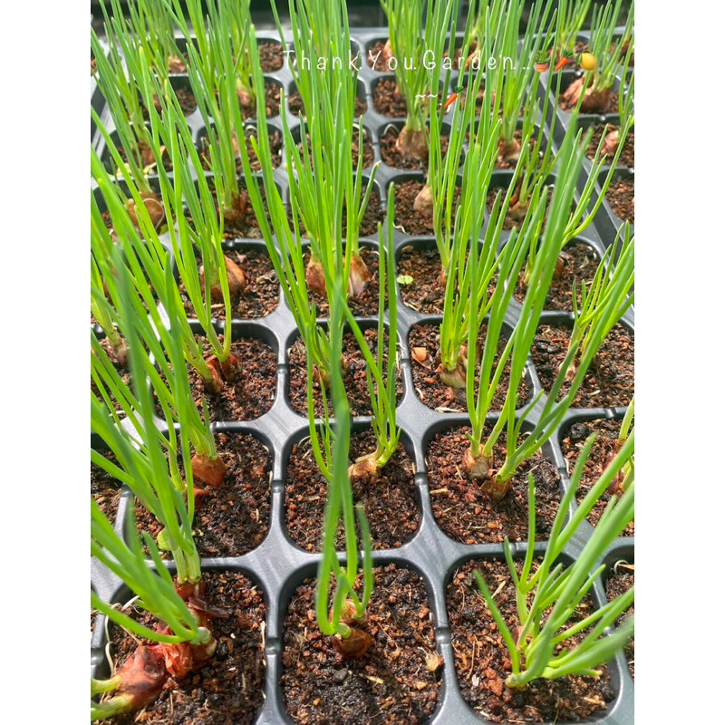 ต้นหอม 10ต้น=50บาท ต้นกล้าหอมแบ่ง ปลูกครั้งเดียวตัดทานได้ทั้งปี 10 Green Onion 🌱baby Plant #ผักสวนครัว #สมุนไพร #herb