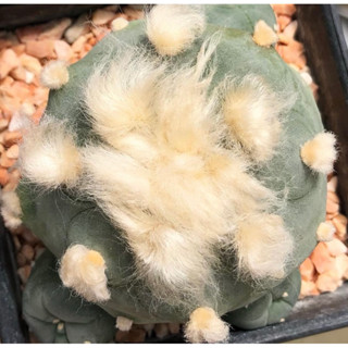 🐩💕ต้าวลูกหมา ขนปุกปุยเกินปุยมุ้ยยลูก🐶🥰🐩 🐷🐽🐷Lophophora Diffusa koike hybrid