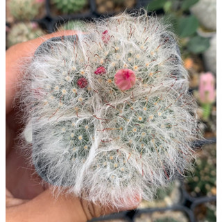 แมมมิลลาเลียขนแมว Mammillaria Bocasana กระบองเพชร แคคตัส cactus แมมขนแมว ขนแมว 🐱