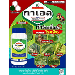 กาเอล ยารักษาป้องกัน เขื้อรา