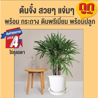 037 ลดราคาพิเศษ วันนี้ ต้นจั๋ง พร้อมกระถาง ดินปลูก ไม้ฟอกอาก…