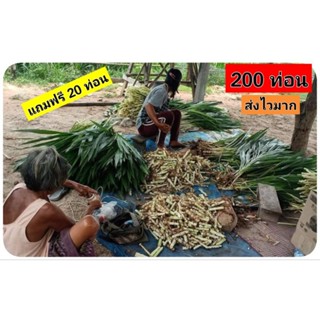 หญ้าหวานอิสราเอล 200 ท่อน