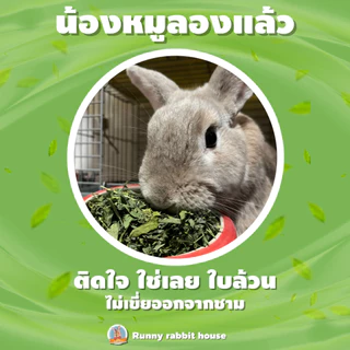 อัลฟาฟ่าคัดใบล้วนอบแห้ง อัลฟาฟ่าคัดใบ เกรดซุปเปอร์พรีเมี่ยม เขียว ใหม่ กรอบ หอม