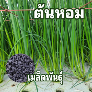 เมล็ดพันธุ์ต้นหอม 150 เมล็ด มีบริการเก็บเงินปลายทาง