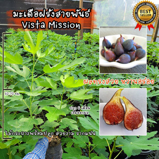 มะเดื่อฝรั่ง สายพันธ์ Vista Mission ต้นสวยงาม แข็งแรง รากแน่น พร้อมปลูก ไม่ต้องเสี่ยงอนุบาล!!!