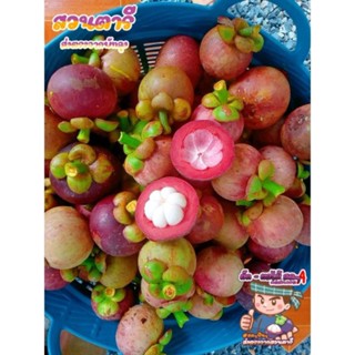 มังคุดสดๆจากสวน 3 กก.150 บาท มังคุดจากใต้