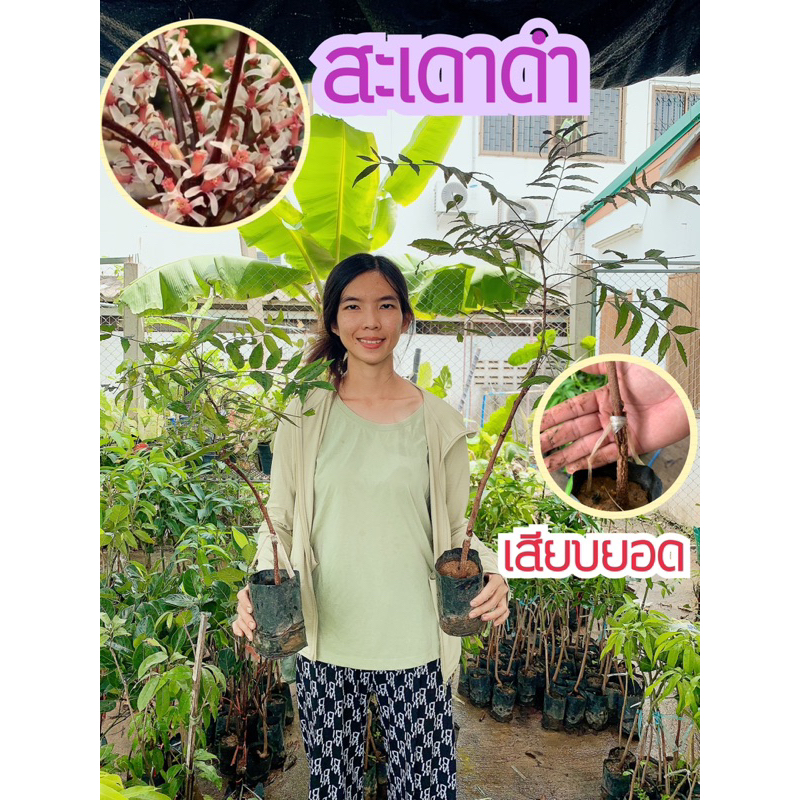 #ต้นสะเดาดำ ของแท้100% (เสียบยอด) สุงราว 30-40เซน