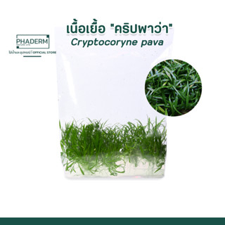 คริปพาวา​ Cryptocoryne​ pava (คริปพาว่า)  ต้นไม้น้ำ ต้นไม้โตช้า พร้อมปลูก