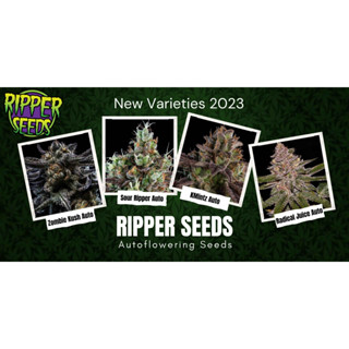 NEW!! Ripper Seeds Strains ALL 2023 ค่ายซอมบี้ ใบสีีดำ