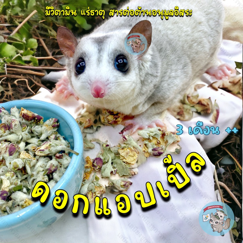( ดอกแอปเปิ้ลบลอสซั่ม ) ดอกแอปเปิ้ล ดอกไม้อบแห้ง