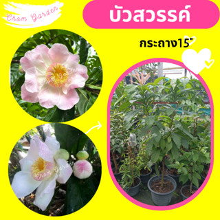 ต้นบัวสวรรค์ #สีชมพู #กระถาง15"