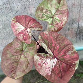 ลูกไม้ใบกลมด่าง บอนสี Caladium