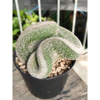 แมมนกฮูกคริส Mammillaria Microthele Cristata ปลูกในกระถาง 4 นิ้ว ของมีพร้อมส่ง