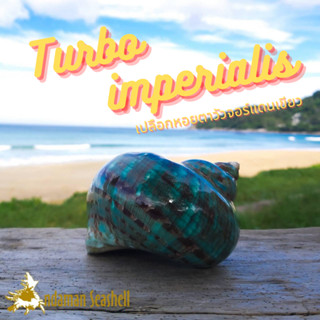 Andaman seashell เปลือกหอย เปลือกหอยตาวัวจอร์แดนเขียว (Turbo imperialis)